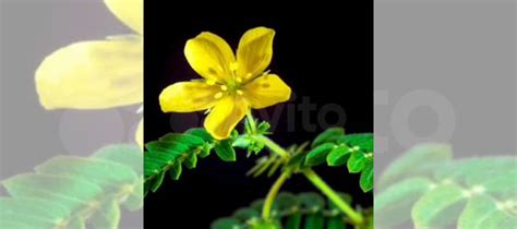 Растение Трибулус купить в Выселках | Товары для дома и дачи | Авито