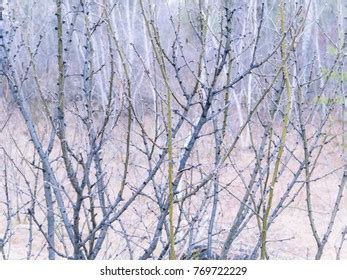 Naked Tree Branches Background Stock Photo 769722229 Shutterstock