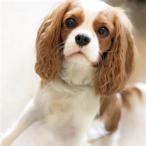Are Cavalier King Charles Spaniels Hypoallergenic