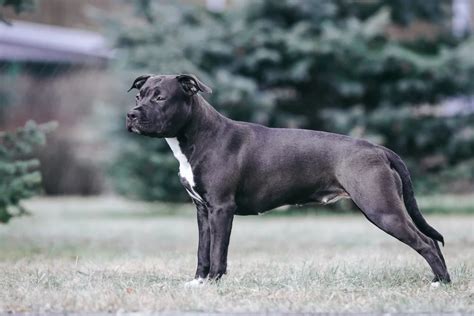 Pitbull - čo vedieť pred zaobstaraním? - Tipio.sk