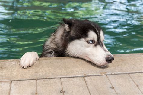Siberian Husky Dog In A Swimming Pool Stock Photo Download Image Now