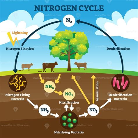 Nitrogen cycle vector illustration - VectorMine