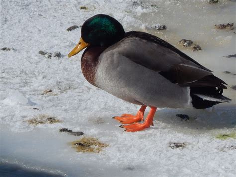 Winter Duck Ducks Outside - Free photo on Pixabay