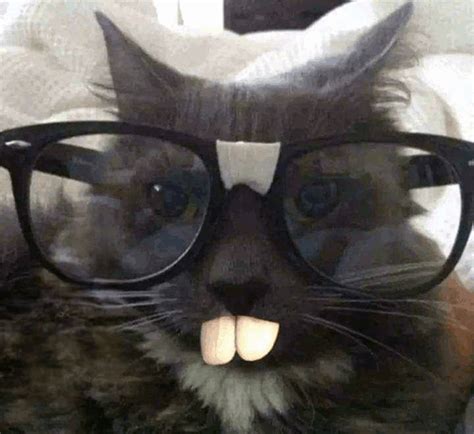 Nerd Catstor Nerd Catstor Gato Castor Find Og Del Giffer