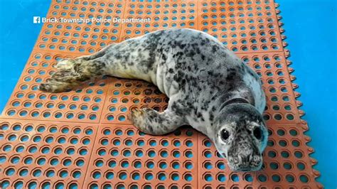 Rescued Baby Seal Found Wandering By New Jerseys Brick Township Police