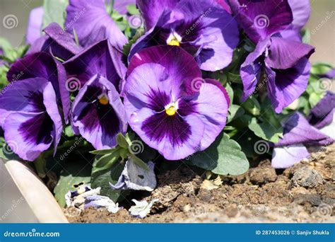 Cluster Of Hybrid Pansy Purple Viola Wittrockiana Flowers Pix