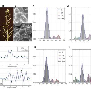 Irregularity in phyllotaxis patterns. (A) wild type inflorescence of ...