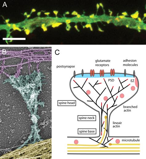 Spines: What Are Dendritic Spines 