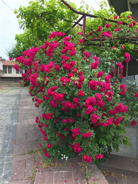 Болгарские розы/Bulgarian roses | Розы, Кустарники, Цветение