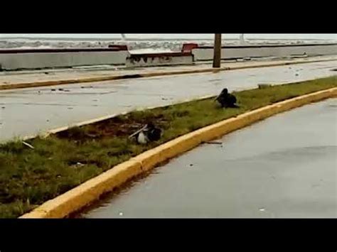 Pel Canos En Coatzacoalcos Sufren Los Estragos Del Frente Frio Youtube