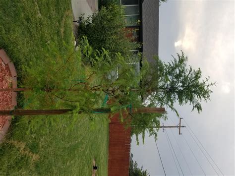 Dawn Redwood Trees for Sale – FastGrowingTrees.com