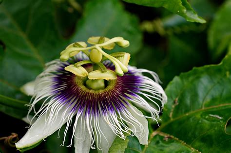 Passiflora Flora Kwiat Darmowe zdjęcie na Pixabay Pixabay