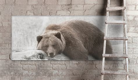 Brown Grizzly Bear Sleeping Peacefully On A Log Photography Etsy