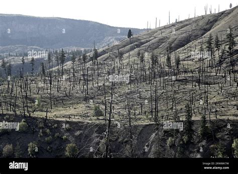 Burned Forest After Wildfire Dramatic Burned Forest In Canada Stock