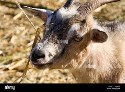 A Billy Goat On A Farm In South Africa Stock Photo Alamy