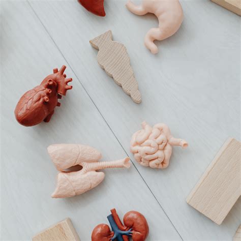 Organ Transplants
