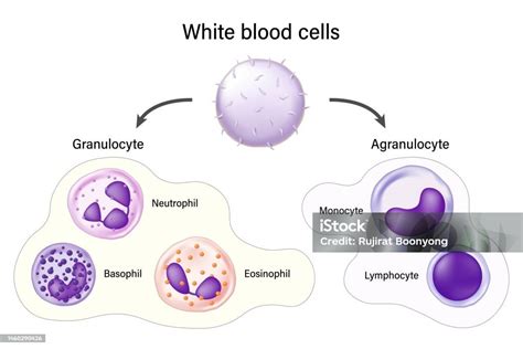 white blood cells granulocyte  agranulocyte basophil neutrophil
