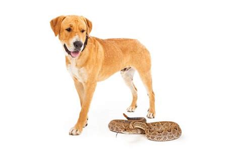 Dog Bit By A Snake What Your Next Steps Are Frontier Veterinary