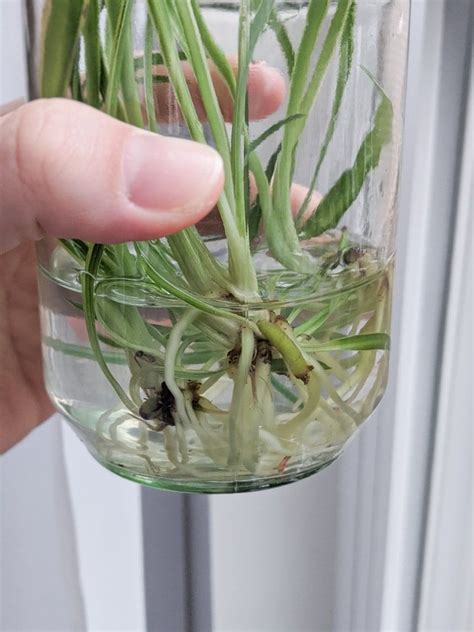 How To Propagate Spider Plants Easily In Water Including Babies