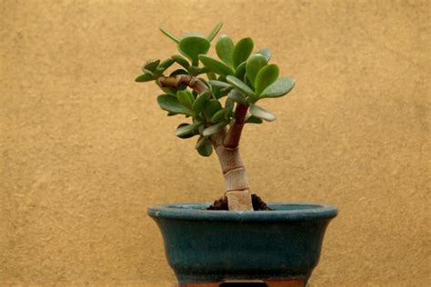 Comment Cultiver Et Entretenir L Arbre De Jade Crassula Ovata