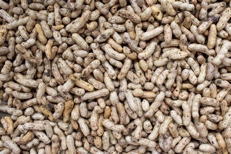 Raw Peanuts In A Shell Texture Close Up Of A Pile Of Peanut Pods Stock
