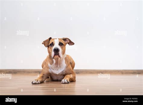 Empty Dog House Hi Res Stock Photography And Images Alamy