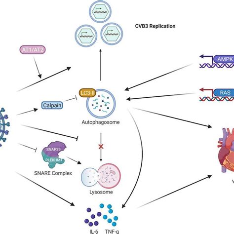 Regulation Of CVB3 And Autophagy In VMC CVB3 Infection Triggers The