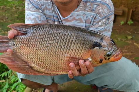 Cara Budidaya Ikan Gurame Dan Tips Agar Ikan Menjadi Berkualitas