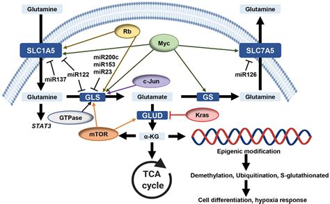 Glutamine Metabolism From Proliferating Cells To Cardiomyocytes