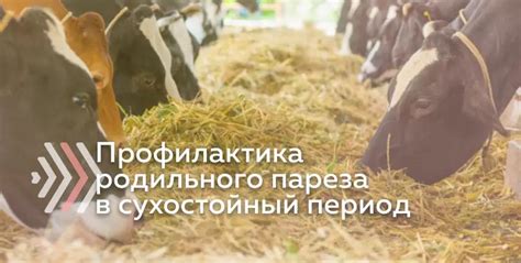 Кормление сухостойных коров: профилактика родильного пареза