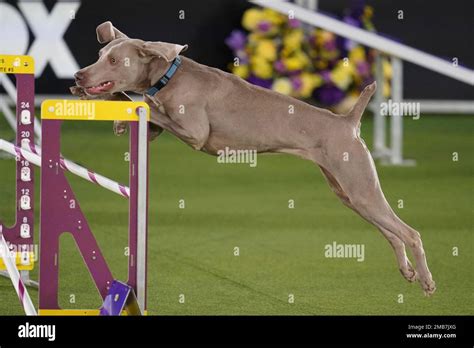 Hogan The Weimaraner Competes In The Masters Agility Competition