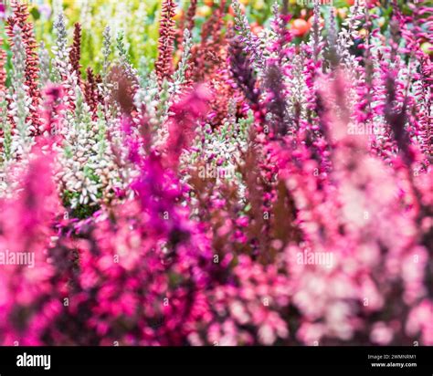 Heather Coloured Hi Res Stock Photography And Images Alamy