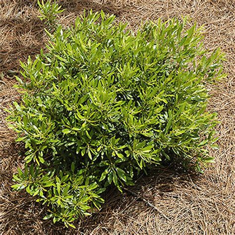 Myrica Dons Dwarf Southern Wax Myrtle Johnson Nursery Corporation