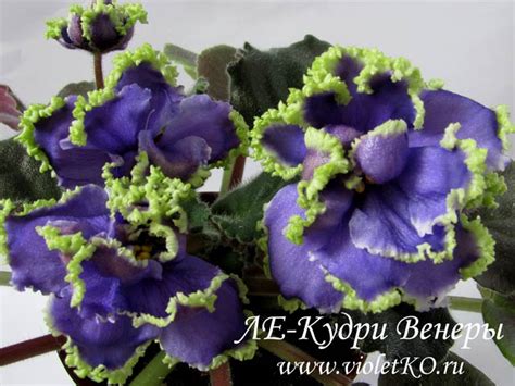 Фиалка ЛЕ-Кудри Венеры