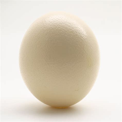 Ostrich Egg | Creel and Gow | Natural Ostrich Egg