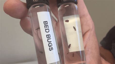 Tropical bed bugs found in Florida for first time in 70+ years