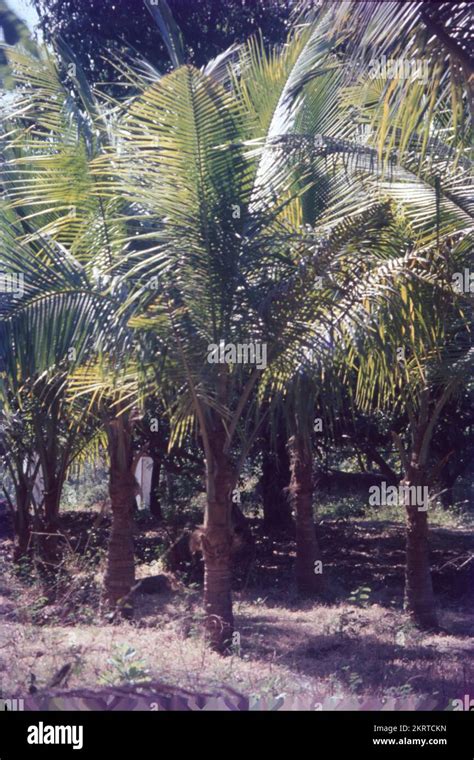 The Palmyrah Palm Borassus Flabellifer Is Known As Panei In Tamil And