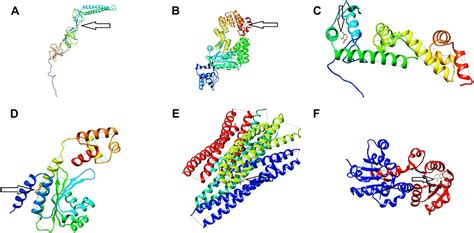 Frontiers Targeting Salmonella Typhimurium Invasion And Intracellular