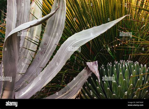 Agave Victoriae Reginae Queen Victoria Or Royal Agave Succulent