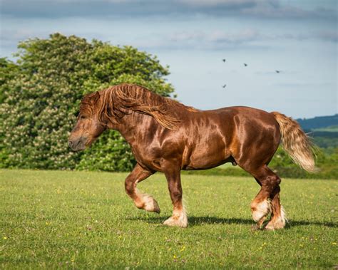 Suffolk Punch Horse Wallpapers - Wallpaper Cave