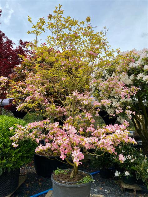Cornus Florida Rubra Pink Flowering Dogwood The Plant Collector
