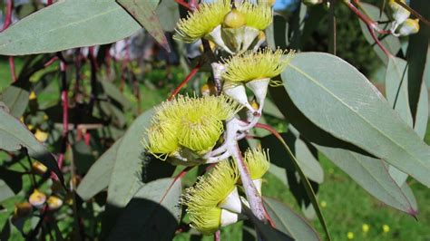 Eucalyptus For Clearing Airways Anti Inflammatory Relieve Coughing