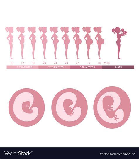 Stages Fetal Development And Pregnant Women Vector Image