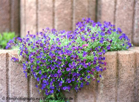 Kodak Portra 400 | Guide for the color negative film