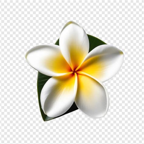 Premium Psd Frangipani Or Plumeria Flower Png Isolated On Transparent