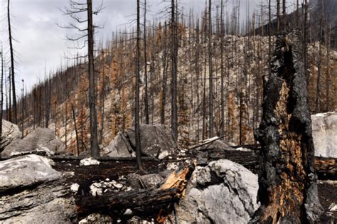 Hazards Of Working Near Burnt Trees After Wildfires Speaking Of Safety