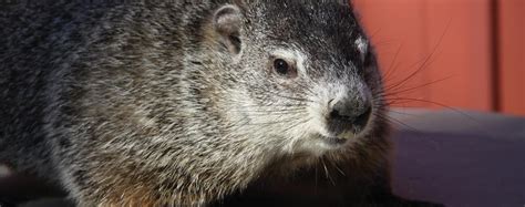 Buckeye Chuck: Ohio's favorite groundhog | Ohio Cooperative Living