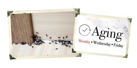 Tiny Black Ants Aging With Don Kuhl
