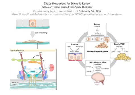 Scientific Diagrams on Behance