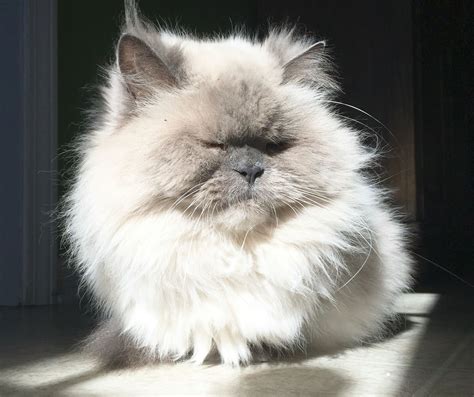 Blue Tip Persian Cats at Kara Walton blog